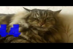 Смешные коты