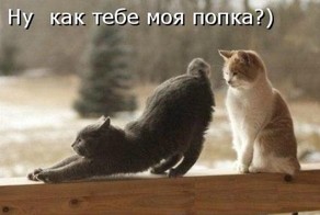 Классификация женских поп