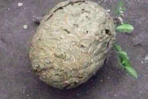 Осиное гнездо и любопытный щенок