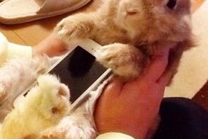 Кролик-чехол для смартфона