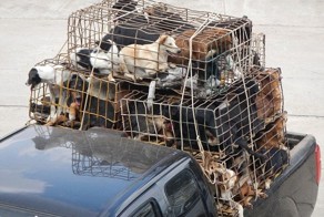 Торговля собачатиной в Тайланде