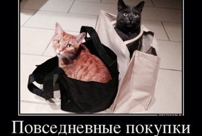 Коты как лекарство от одиночества