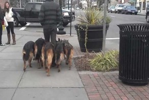 Собаки ни на шаг не отстают от своего хозяина