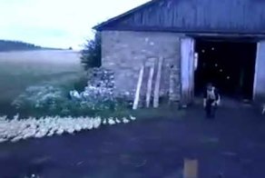 Он держит своих уток в ежовых рукавицах