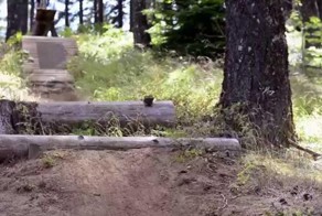 Вы не поверите, как быстра эта маленькая собачка