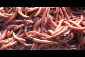 Простой способ добычи червей для рыбалки!