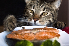 Коты, которых поймали на горячем