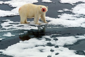 Самые страшные животные по версии WWF