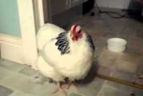 А вы когда-нибудь видели чихающую курицу?