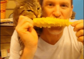 Весёлая подборка гифок