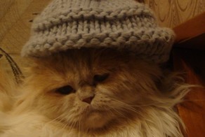 Лучшие зимние КотоЛуки!
