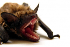 Украинский провал