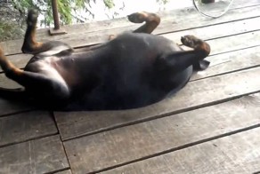 Енот против собаки