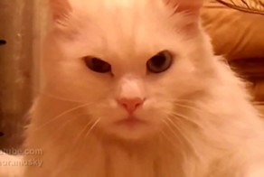 Котэ кубики