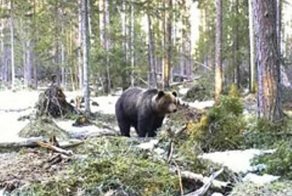 Календарь живой природы