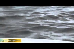 Кабаны плывут через реку Кама