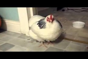 Курица чихнула