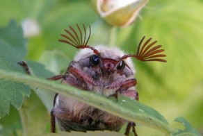 Гороскоп "Каким животным вы могли бы быть"