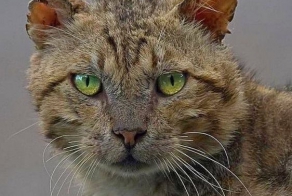 Боевые Коты