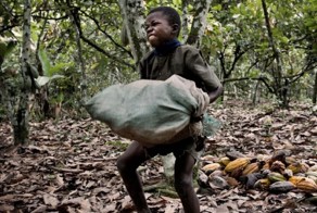 Шоколадный рай