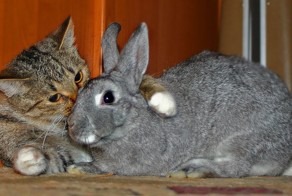 Котокролики "the best"  