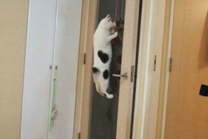 Избыток витаминов 