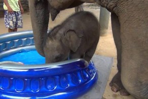 Первое купание