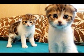 Я никогда не видел таких восхитительных двойняшек