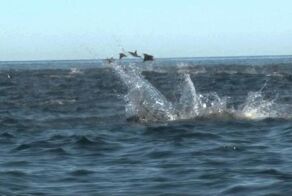 Ничего себе – я понятия не имел, что эти животные могут делать такое