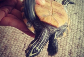 28 обаятельных животных с уникальным природным окрасом