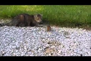 Подборка приколов с котами