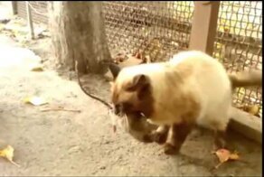 Бои котов с крысами