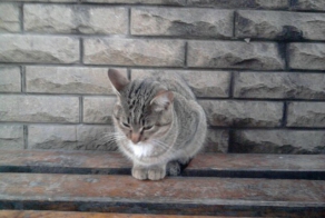 В Тольятти кошка отдала одну из жизней умирающему человеку