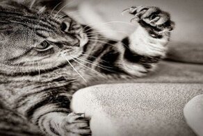 Защита территории 