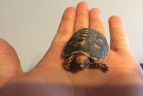 Сен Барт (Карибские острова)