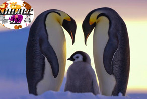 Кто такие королевские пингвины? 