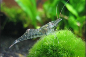 Прозрачные животные, которые действительно существуют на нашей планете