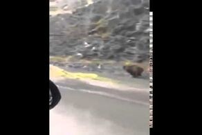 Бесполезно пытаться убежать от медведя