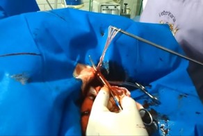 Удаление паразитов у собаки