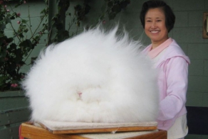 20 животных, которые могут похвастаться завидной шевелюрой