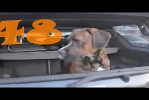 Подборки приколов