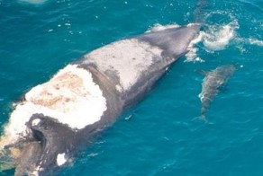 Спасение парня с туши мертвого кита