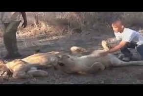 Львица чихнула