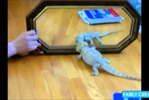 Звери и зеркало