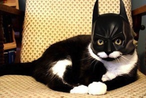 Оригинальные костюмы для животных