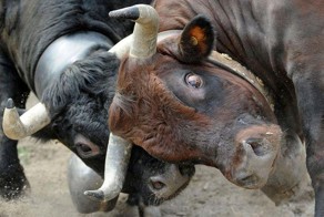 Бои коров в Швейцарии