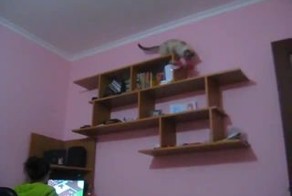 Подборка роликов от 01.02.2013