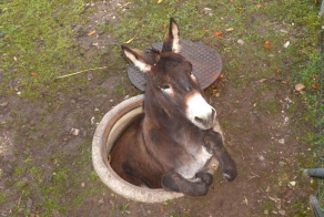 День у ослика не задался