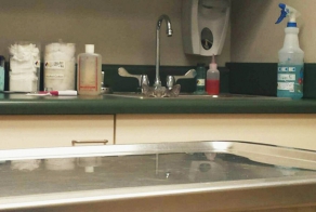 7 глазоразминательных фото «Найди кота»