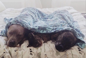 20 причин, почему питбули - лучшие обнимальщики в мире